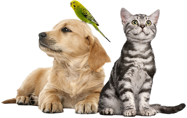 Büyükçekmece Veteriner Kliniği Veteriner Hekim İbrahim Gözet Büyükçekmece Veteriner Kliniği | Veteriner Hekim İbrahim Gözet | İstanbul Büyükçekmece Veteriner | İstanbul Büyükçekmece Veteriner Hekim | İstanbul Büyükçekmece Veteriner Acil Veteriner