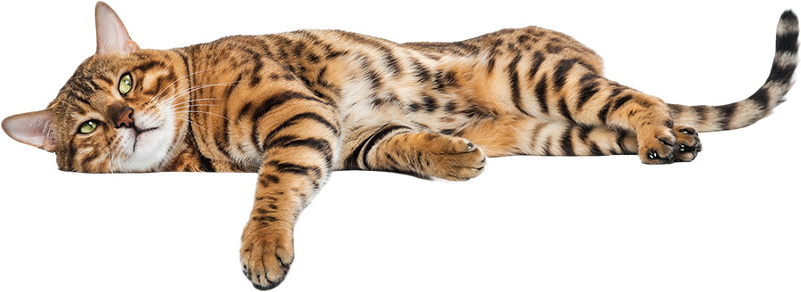 Büyükçekmece Veteriner Kliniği Veteriner Hekim İbrahim Gözet Büyükçekmece Veteriner Kliniği | Veteriner Hekim İbrahim Gözet | İstanbul Büyükçekmece Veteriner | İstanbul Büyükçekmece Veteriner Hekim | İstanbul Büyükçekmece Veteriner Acil Veteriner