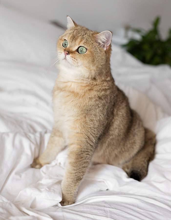 Büyükçekmece Veteriner Kliniği | Veteriner Hekim İbrahim Gözet | İstanbul Büyükçekmece Veteriner | İstanbul Büyükçekmece Veteriner Hekim | İstanbul Büyükçekmece Veteriner Acil Veteriner