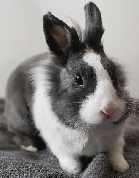 Büyükçekmece Veteriner Kliniği | Veteriner Hekim İbrahim Gözet | İstanbul Büyükçekmece Veteriner | İstanbul Büyükçekmece Veteriner Hekim | İstanbul Büyükçekmece Veteriner Acil Veteriner