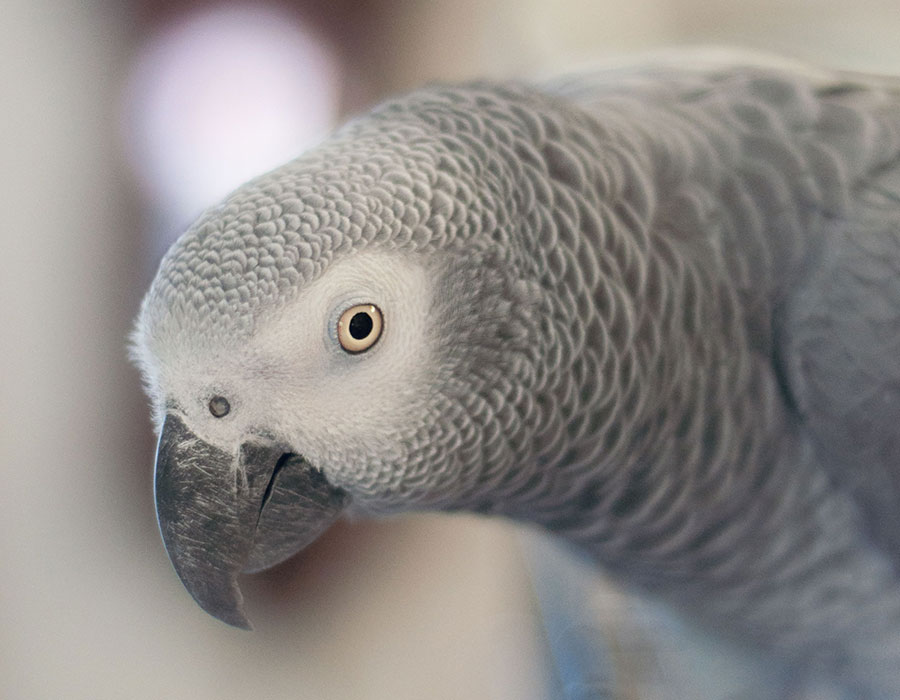 Büyükçekmece Veteriner Kliniği | Veteriner Hekim İbrahim Gözet | İstanbul Büyükçekmece Veteriner | İstanbul Büyükçekmece Veteriner Hekim | İstanbul Büyükçekmece Veteriner Acil Veteriner